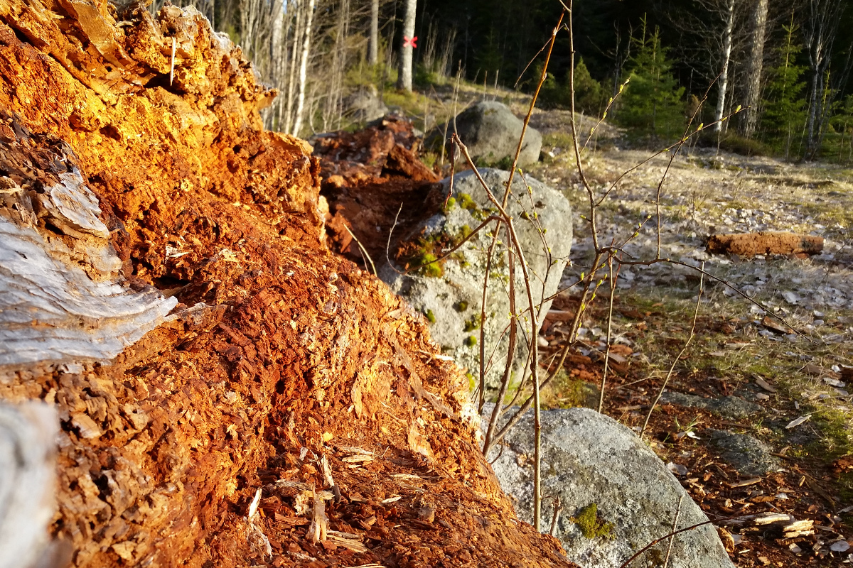 http://www.pererikstrandberg.se/blog/fallen-tree.jpg